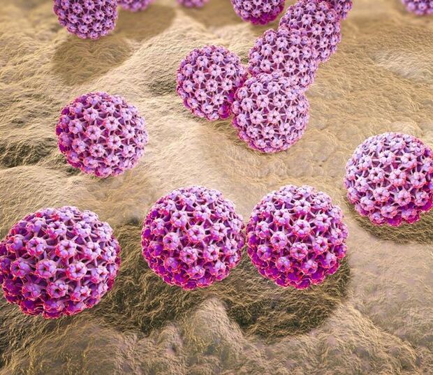 Modelo do virus do papiloma humano